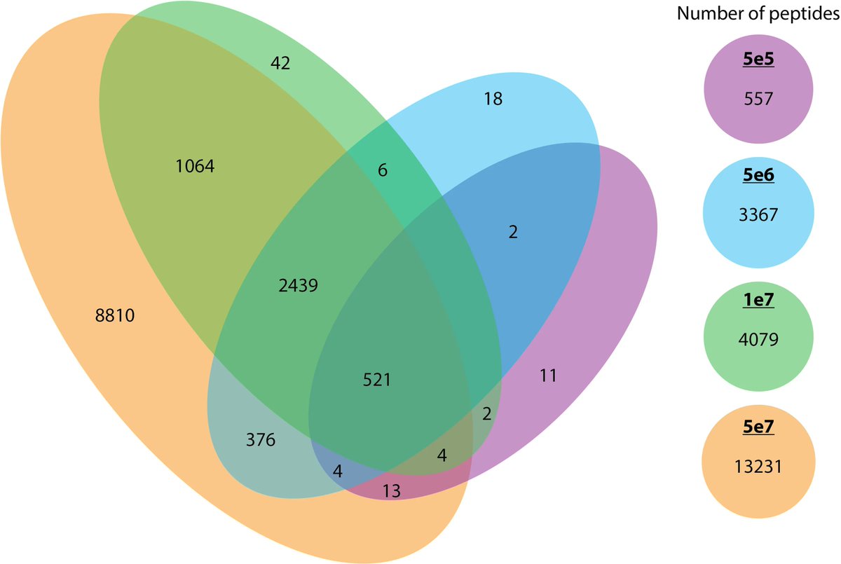 SAPrIm, a semi-automated protocol for mid-throughput immunopeptidomics buff.ly/3NhuTNY