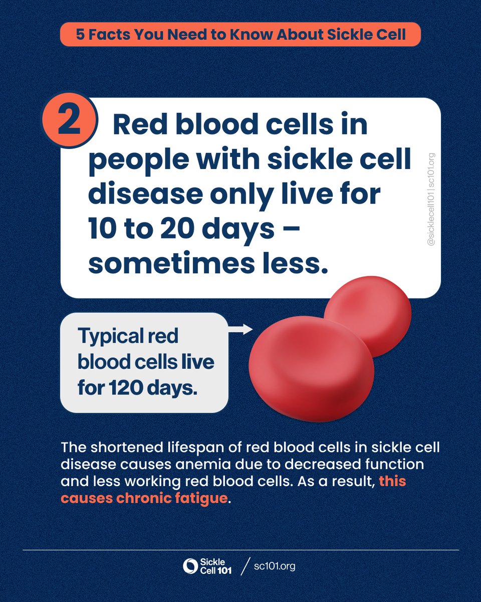 Red blood cells in people living w/#sicklecell disease (SCD) are not very durable and break down faster than typical red blood cells, which live for about 120 days. The shortened lifespan of the red blood cells in SCD cause anemia. #WorldSickleCellDay #sicklecell101 #juneteenth