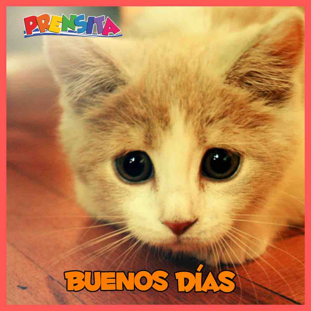 Buenos días ☺️, image size:1080x1080