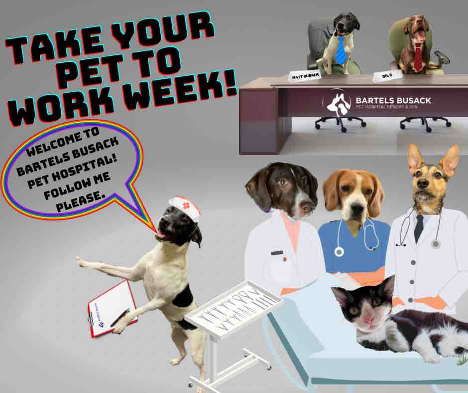 BartelsBusack's tweet image. What happens at our vet clinic when it’s Take Your Pet To Work Week; OUR PETS TAKE OVER!
If you’re fortunate enough to have a job where you can take your pet, drop a picture of your co worker in the comments!🐾📝🏢☎️💻
#BBPH #FurCoWorkers #ItsATakeOver #TakeYourPetToWorkWeek