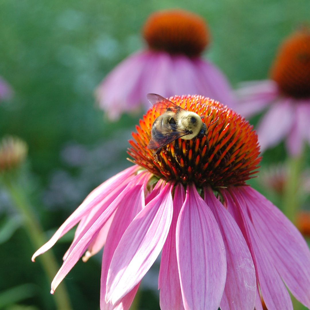 Calling all pollinator lovers! Spread the love during #pollinatorweek 2023. Plant a habitat garden, say no to pesticides, and advocate for toxic-free landscapes near you. 📷: monarch @melissaozawa, bumble bee Texpan Getty Images, blue-winged wasp Getty Images