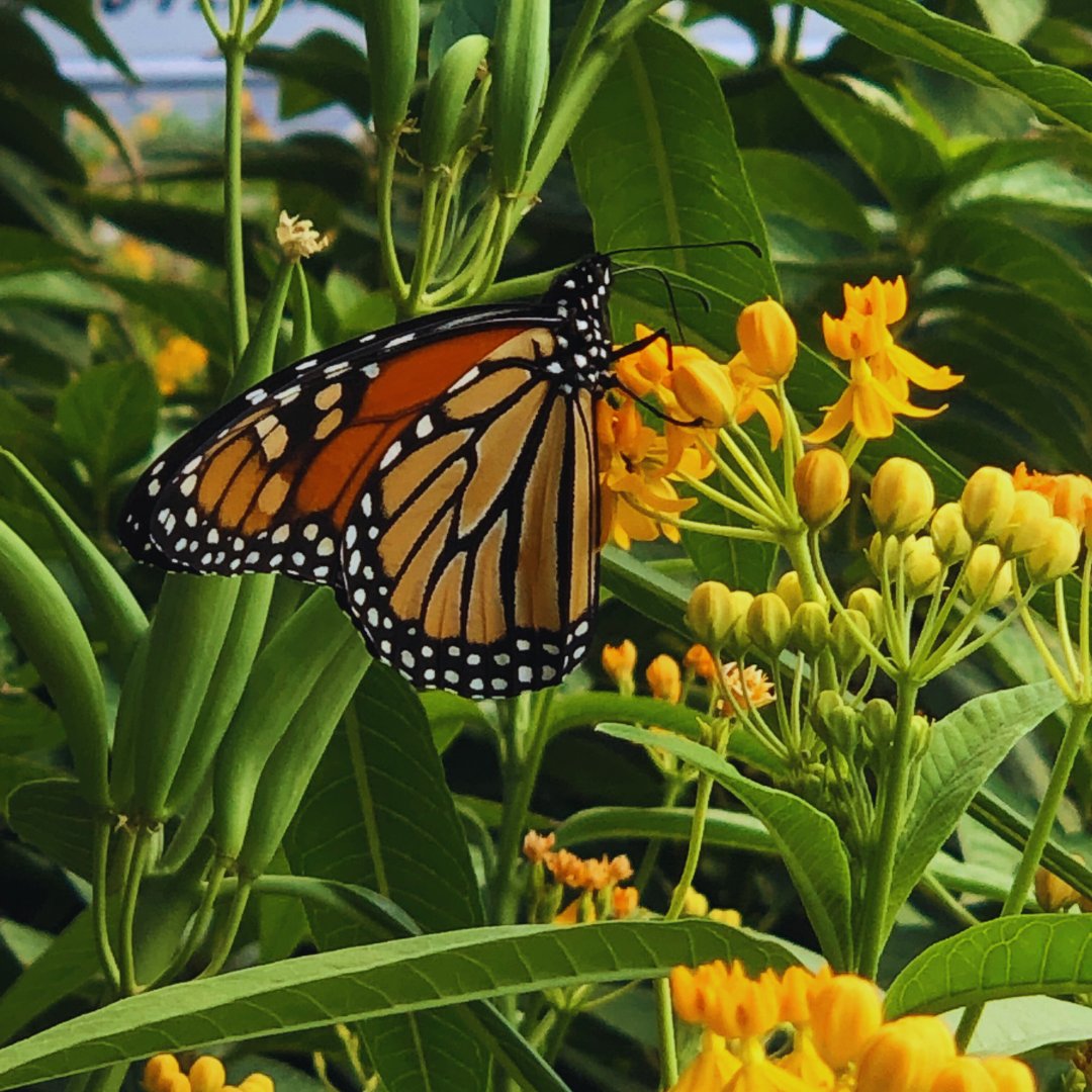 Perfect Earth tweet media