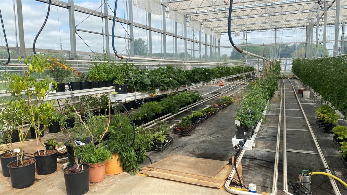 CHAPAgriTech's tweet photo. We currently have over 30 different plants growing in the Natural Light Growing Centre, including tomatoes and strawberries 🍅🍓

The greenhouse,  made of plastic (ETFE), is where we grow 2,000 plants under controlled conditions

▶️Find out more here: https://t.co/g0IreWFa7d https://t.co/tv3iUd5EXJ
