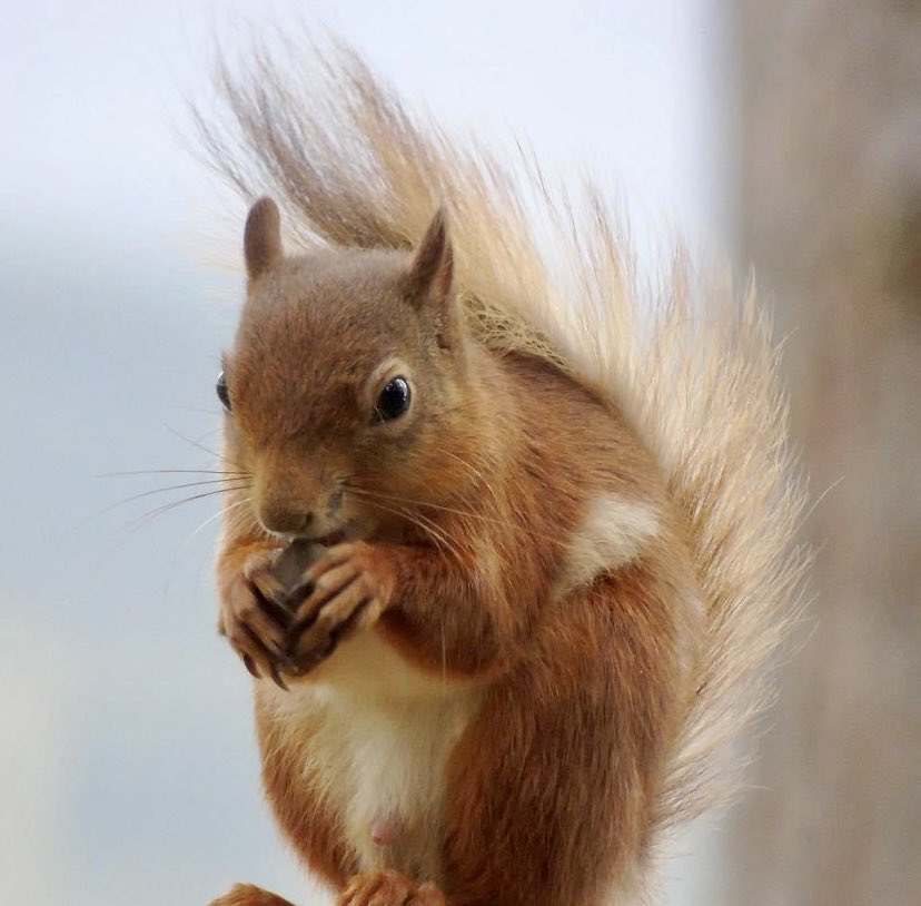 One of my all time favourite vacations was a walking holiday in the Scottish highlands. I got to see the only red squirrel I’ve ever seen in my life! I was over the moon. Missing the cute tufty ears I was expecting mind you 😄🧡
#TwitterNatureCommunity #redsquirrel