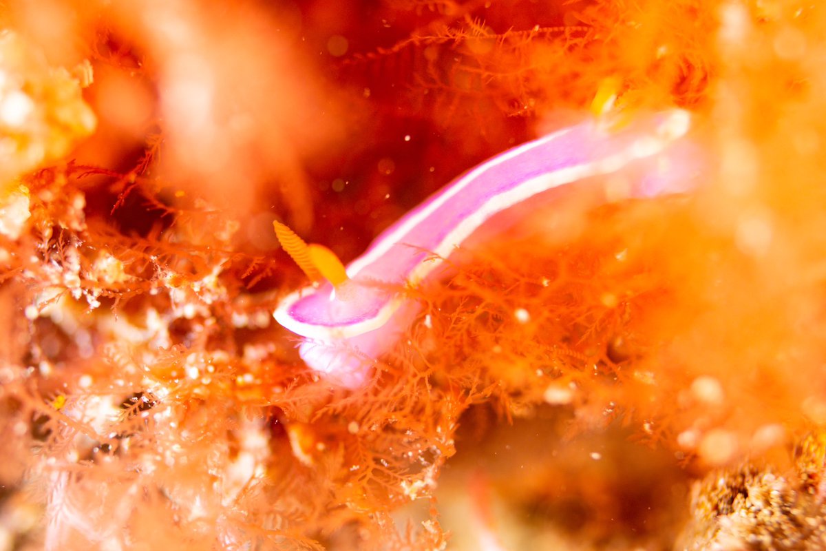 dive_kroon's tweet image. ウミウシもいっぱいいる
島根大田