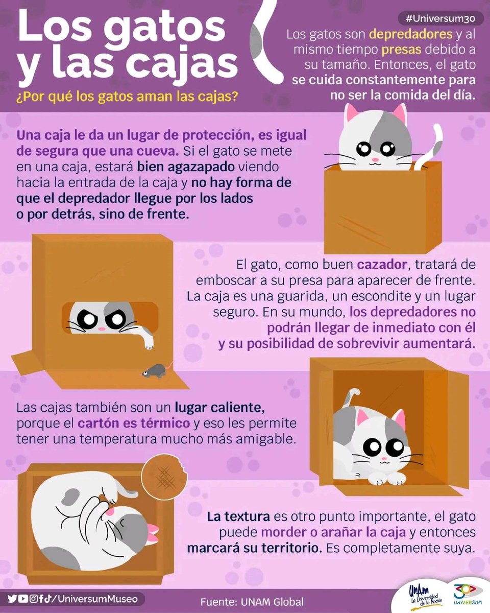 Tiofelino's tweet photo. Datos sobre los gatos y las cajas 🐱📦 https://t.co/IELWhQ0Uux