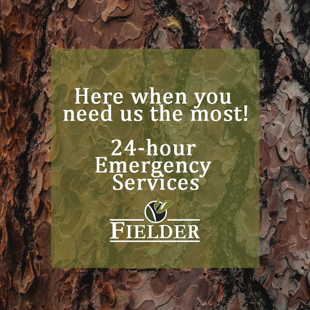 Strong winds and rain can exacerbate the risk of already dead or dying tree to become a potential hazard!🌧️🌲

📲If you find yourself in need of emergency tree services, give us a call on our 24-hour emergency line at 850-656-8737!
#TreeService #StormDamage #HazardousTrees #Rain