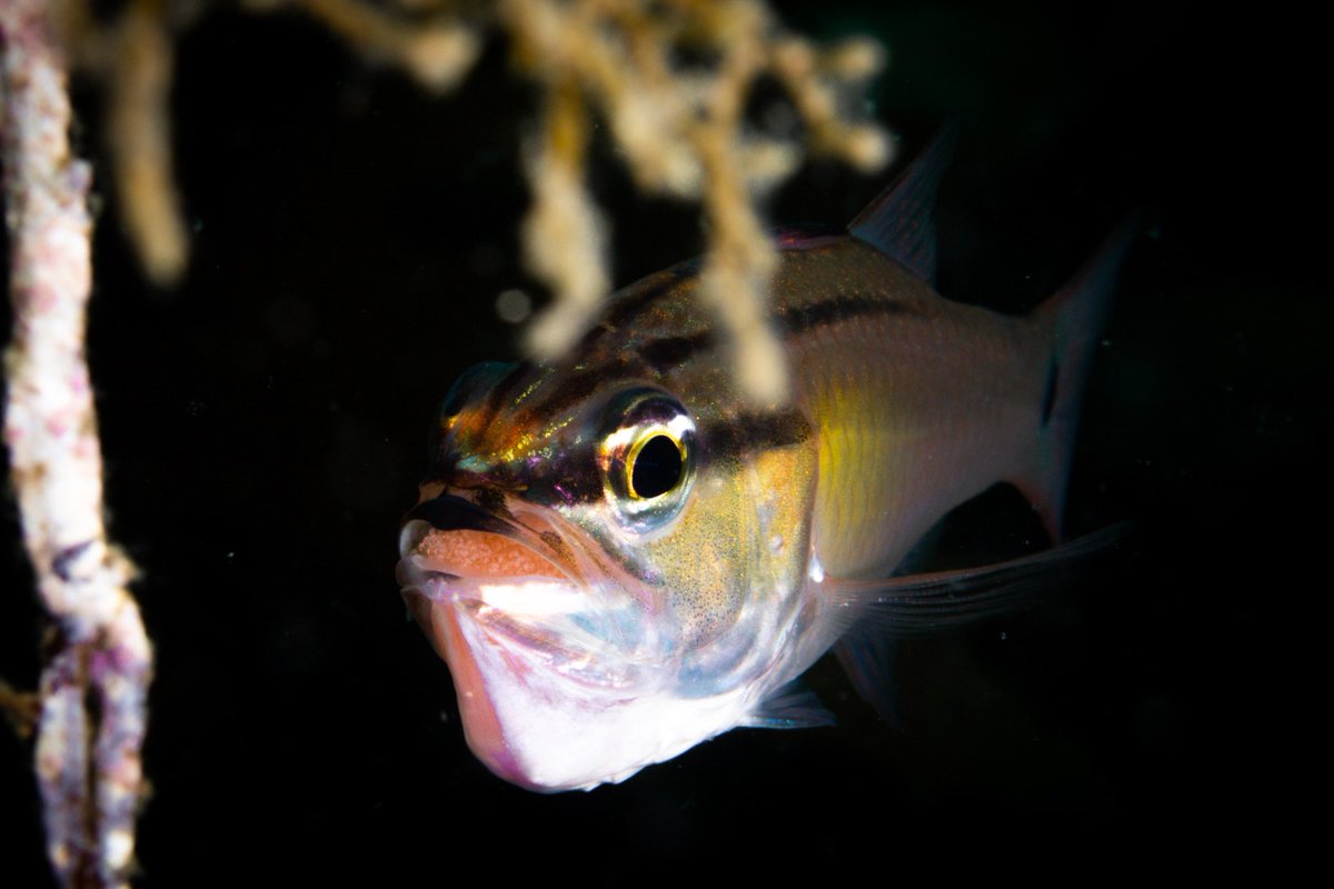 dive_kroon's tweet image. 口内保育
今海中は産卵ラッシュですわ