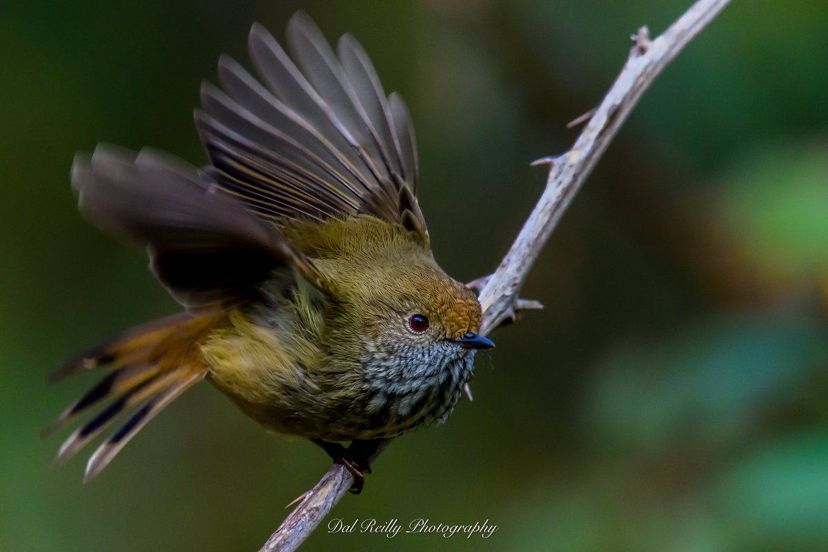 A Brown Thornbill on the move in the paddock🙂 #BirdlifeOz #birdsinbackyards #abcaustralia #abcmyphoto #visitgippsland #MyNikonLife  #BirdsSeenIn2023 #ausgeo #abcgippsland #Gippsland #birdphotography #birds #nikonaustralia #nikonD850