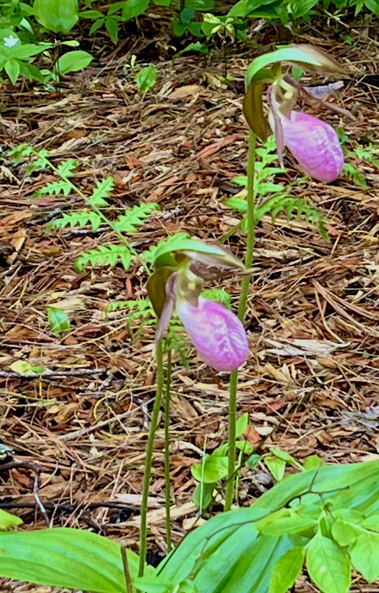 spotted a few pink lady's slipper orchids in the woods

they symbolize joy & grace
