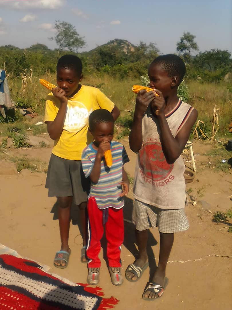 #biofortification
#Harvest
Farmers at various @sirpzim Irrigation schemes and adjacent rain fed areas have begun harvesting their biofortfied crops following the distribution of subsidised seed pack in November 2022.