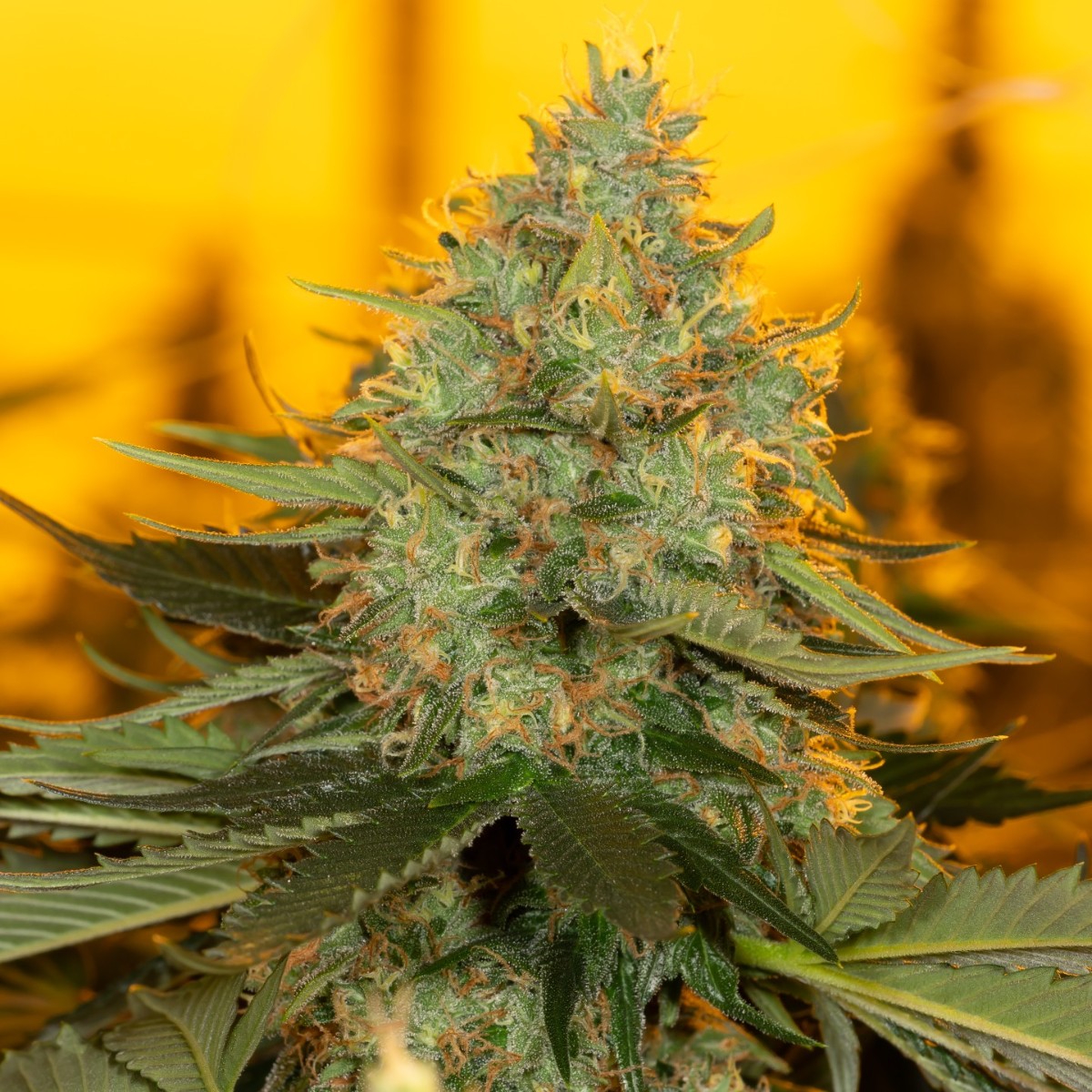 SensiSeeds's tweet photo. Gorillaz Automatic is an indica-dominant hybrid developed for our Breeding Grounds collaboration with Fat Beans with genetic contributions from Chemdawg, Sour Diesel and Chocolope.
||#SensiSeeds #SensiSeedsBreedingGrounds #GrowYourOwn #FatBeans #GorillazAutomatic https://t.co/BWXfWpbB1d