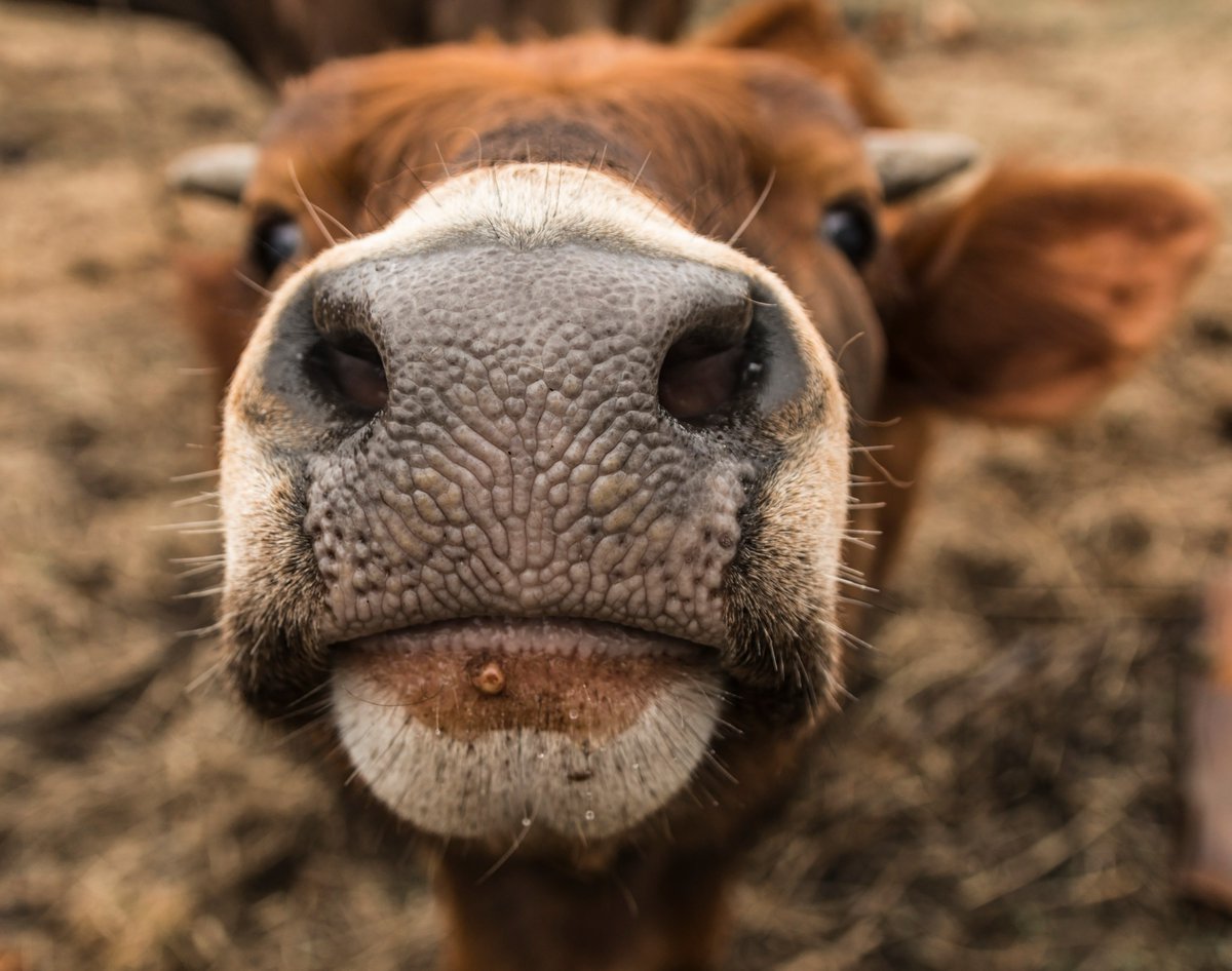 myaniml's tweet image. Explore MyAnIML’s new white paper &amp;amp; learn about how we help ranchers identify potential #cattle health issues early on and make data-driven decisions for improved productivity and animal welfare.

Get your copy here: bit.ly/44XYF2m

#CattleIndustry #SmartMuzzle