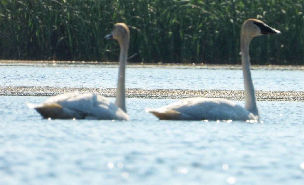 Nice morning for a paddle on Little Swan Lake.  #natureishealing #summer #trumpeterswans #peace