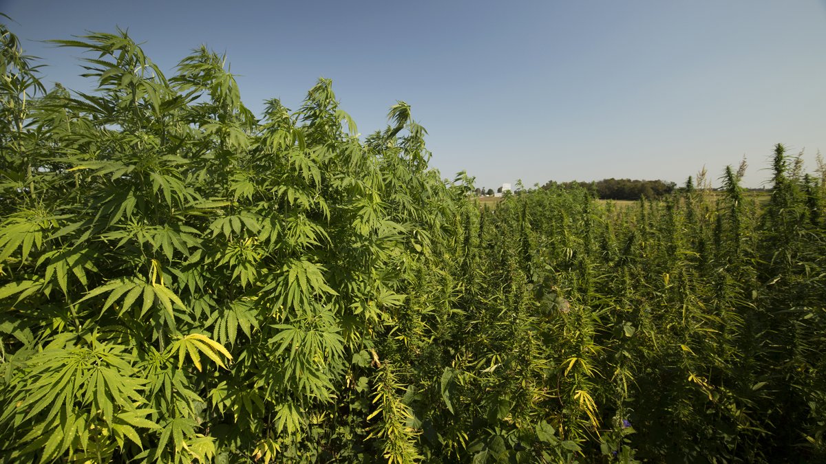 The Pennsylvania Department of Agriculture is awarding nearly $400,000 in matched funding to promote the hemp market—including by creating a curriculum to teach high school and college students about the 'many uses' of the cannabis plant. marijuanamoment.net/pennsylvania-a…