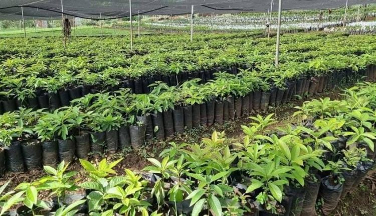 Ethiopia’s commitment to invest in the green economy is very progressive. #GreenLegacy #Ethiopia <a href="/JanezLenarcic/">Janez Lenarčič</a> <a href="/PowerUSAID/">Samantha Power</a> <a href="/wclimate/">World Climate Foundation</a> <a href="/climate/">Bloomberg Green</a> <a href="/ClimateReality/">Climate Reality</a> <a href="/UNFCCC/">UN Climate Change</a> <a href="/IPCC_CH/">IPCC</a> <a href="/theGCF/">Green Climate Fund</a> <a href="/ClimateGroup/">Climate Group</a> <a href="/environmentca/">Environment Canada</a> <a href="/ClimateCentral/">Climate Central</a> <a href="/citizensclimate/">Citizens' Climate Lobby</a>