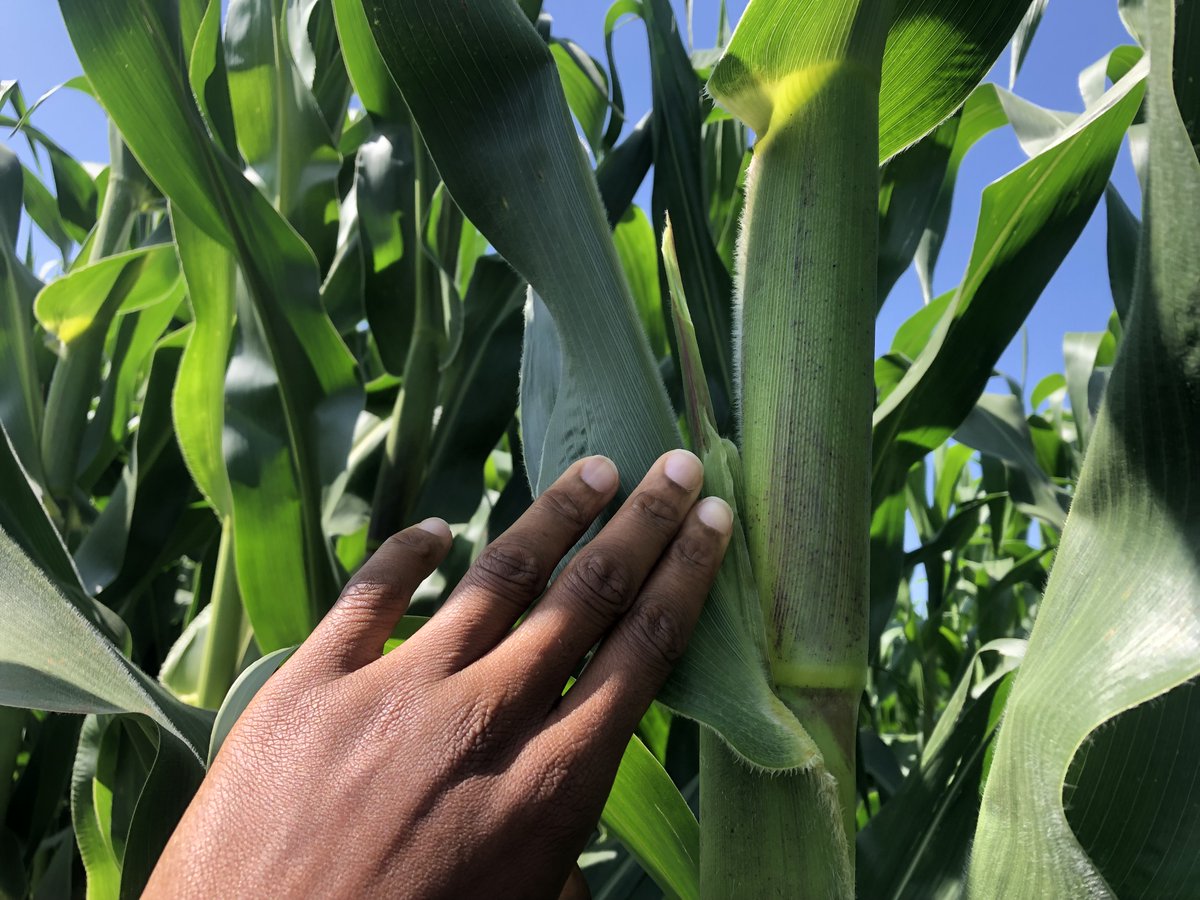 kiamenfarms's tweet photo. Beginning the week on a positive note.
@YaraKenya @diangaronald 
#MboleaNiYara #CropBoost #RealFarmersUseMiCrop #agribusinesstalk254 #mondaymotivation #goodvibes https://t.co/7hV63Y07Zw