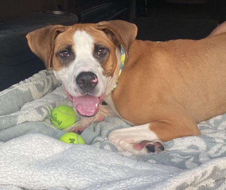 TAPACC (@tapnyacc) on Twitter photo Egypt is Rescued๐๐๐
By the remarkable <a href="/Rebound_Hounds/">Rebound Hounds</a>
Thank you & your #Foster
Just look at that smile & a few balls
We couldn't do it w/o all of you๐
#Pledging #Sharing & #Caring
Donations Welcome
reboundhounds.org/donate Egypt is Rescued๐๐๐
By the remarkable <a href="/Rebound_Hounds/">Rebound Hounds</a>
Thank you & your #Foster
Just look at that smile & a few balls
We couldn't do it w/o all of you๐
#Pledging #Sharing & #Caring
Donations Welcome
reboundhounds.org/donate