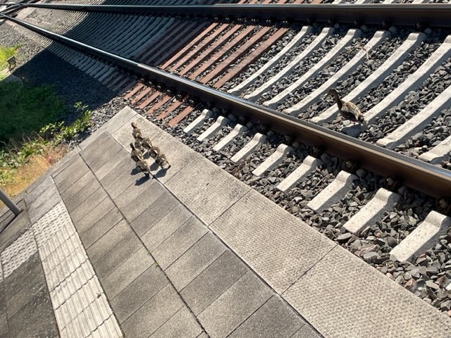 PolizeiTrier's tweet image. Entenfamilie auf "Stippvisite" am Bahnhof #Konz: Familie Ente mit sieben Küken watschelte vergangene Woche über die Gleise. Eine Streife der Polizei konnte die Tiere mit Kräften der Feuerwehr dazu bewegen, ihren Ausflug in anderer Richtung fortzuführen. 
➡️s.rlp.de/bPKHx