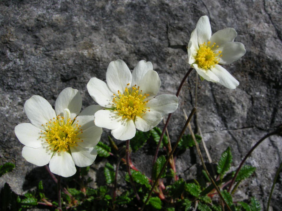 We are delighted to report that £4.1m of funding for the Natur am Byth! project has been secured!🌱 🎉 This money will provide an invaluable lifeline for some of Wales’ most endangered species🌼 👉 bit.ly/3NuSPxN @PlantlifeCymru #HeritageFund #NationalLottery