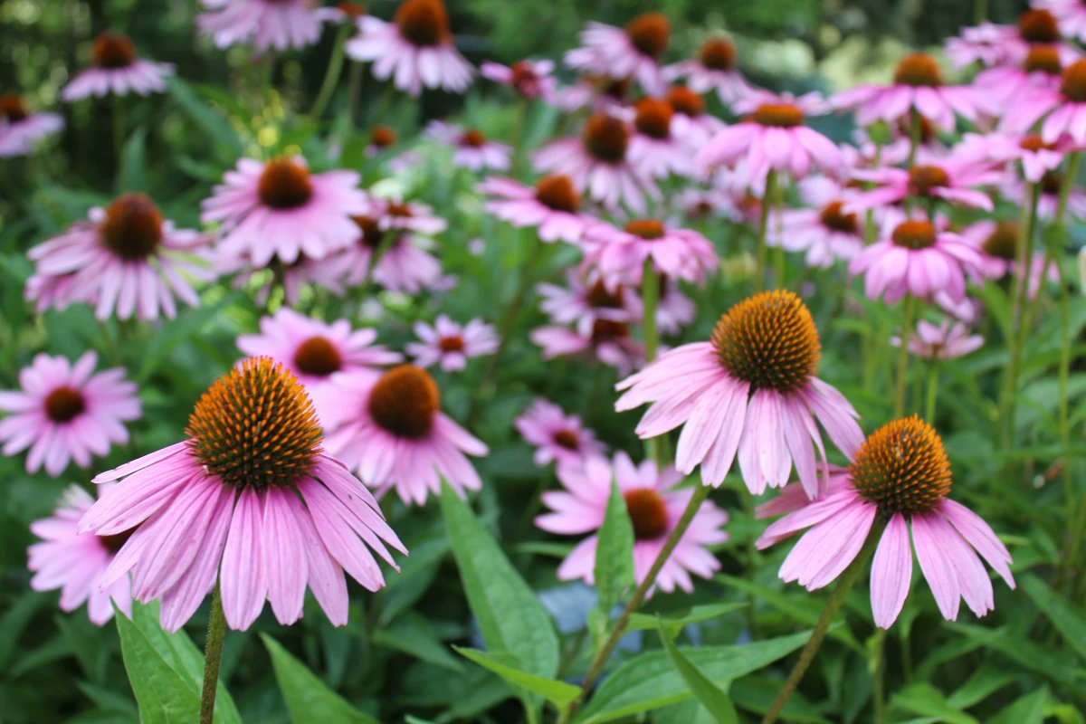 These plants will survive even when the heat is relentless and rainfall is scarce >>

archziner.com/garden/the-7-b…

#sunlovingplants
#droughttolerantplants