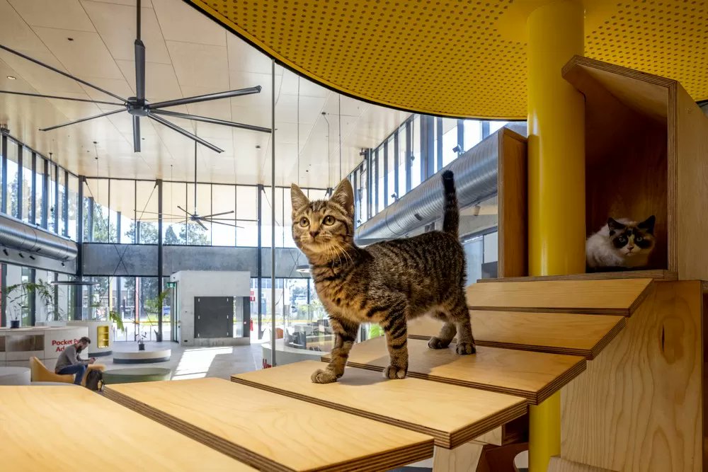 Designed by Sam Crawford Architects the new Blacktown Animal Rehoming Centre in NSW, Australia, attracts potential pet adopters:

e-architect.com/sydney/blackto…

#animalshelter #PetRehoming #Sydney #NSW #architecture