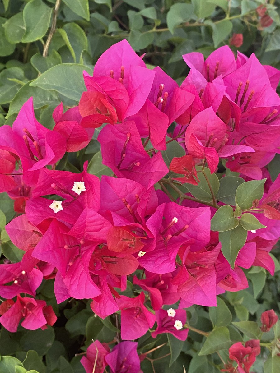 Happy #MagentaMonday from my bougainvillea and her pretty blooms. #flowers #gardening #GardenersWorld 🌺