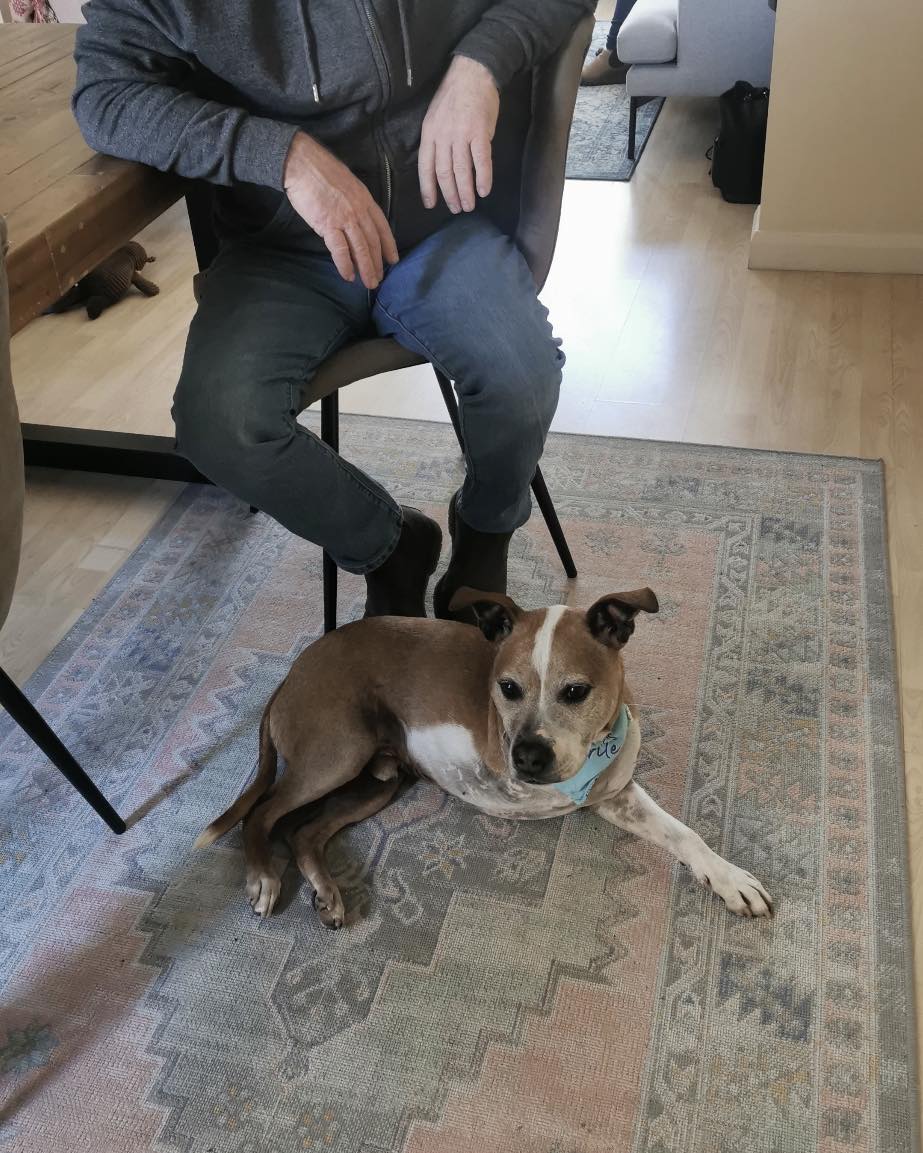 Please retweet to help Billy find a home #CARDIFF #WALES    
      
Super Staffy aged 8, having 3 legs doesn't hold him back. He's active and can live with older children and cats but not dogs. 

DETAILS or APPLY 👇cardiffdogshome.co.uk/2023/01/billy/……
  #dogs #pets #k9hour