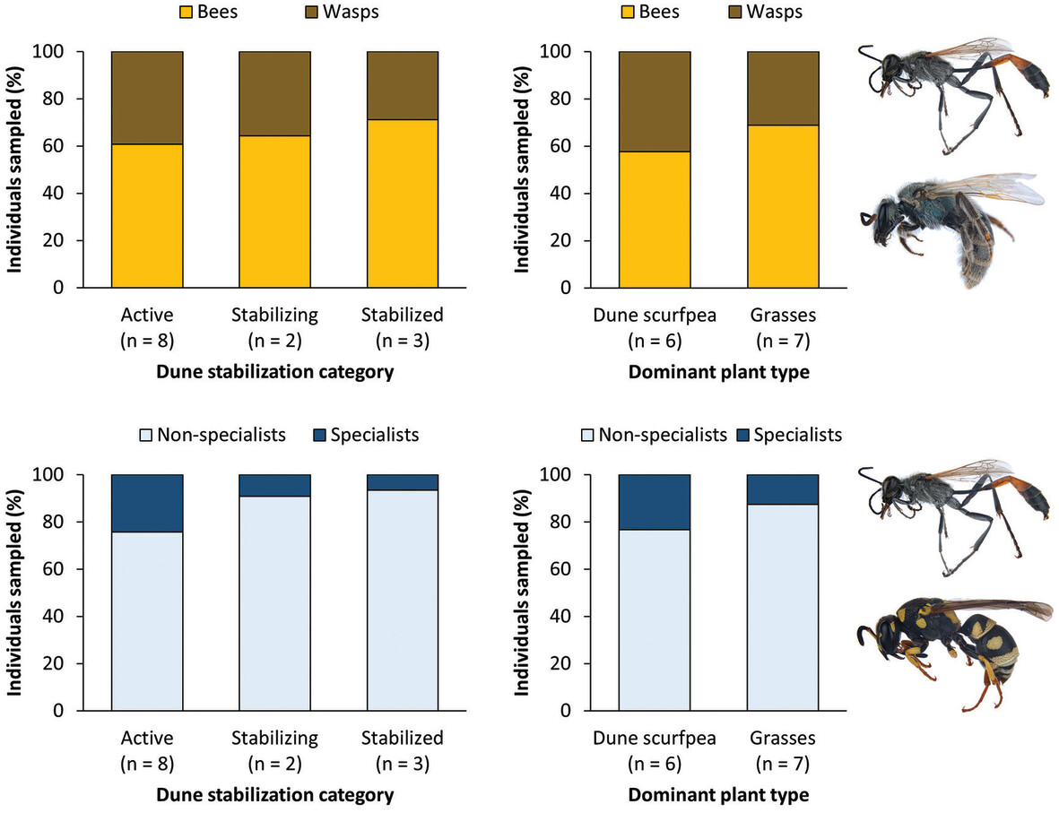 The results of our study on bees and aculeate wasps in Canada's threatened prairie sand hills is now published in <a href="/InsectDiversity/">Insect Conservation and Diversity</a>: doi.org/10.1111/icad.1…. Read more about this project with <a href="/MuseumofNature/">Museum of Nature</a> here: nature.ca/en/about-the-m….