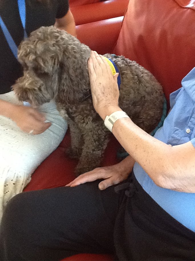 Buddy bringing some joy to our patients on the #dementia unit Denbigh Ward! 🐶☀️
Do you have a dog or cat that would like to bring some sunshine to our pateints? Apply here - cpft.goassemble.com/opportunities/… #petsastherapy