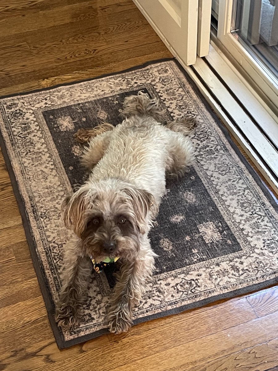 SchnoodleThe's tweet image. Practicing my splotting. How am I doing? #dogsoftwitter #schnoodle