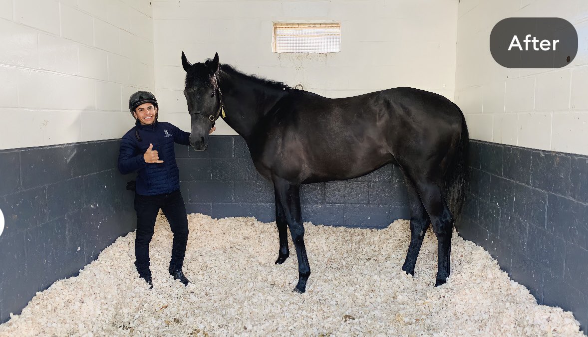 Rauldasilva100's tweet photo. #horseracing #warrenhill #newmaket #racing #sports #horseracinguk #horsesintraining #horseriding #RDS #🙏 #kingofsteel #🏇🏼 https://t.co/XsX48prqgC