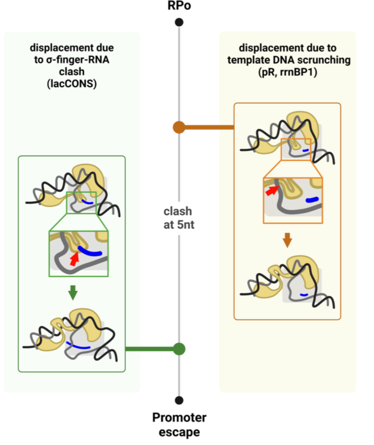 Excited for @micro_anna_ and Abhishek's preprint on real-time detection of σ finger displacement! Waiting &gt;20 yrs to see this... key points: process depends hugely on promoter sequence and is *very* heterogeneous. Work got +++ feedback in Microbial Txn GRC last week.