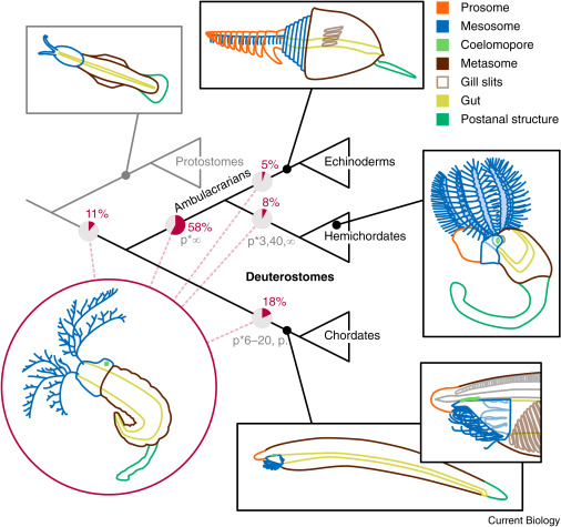 My take on deuterostome origins – reflections on recent Rotadiscus research

Read free: authors.elsevier.com/a/1hHBA3QW8S2Q…