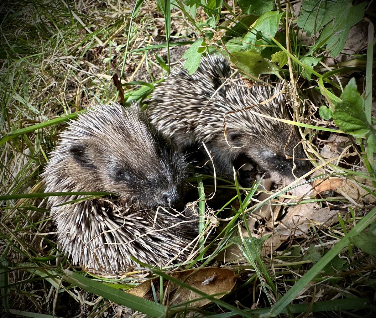 Louise_Venter's tweet image. Spotted adorable #hoglets rummaging at the edge of my lawn, near leaf pile where the adults nest. 
They’ve had some water &amp;amp; wet cat food I put out. 
Spotted nasty grey ticks on both, so gently picked them up with damp facecloth &amp;amp; removed them ⁦@hedgehogsociety⁩ #hedgehogs