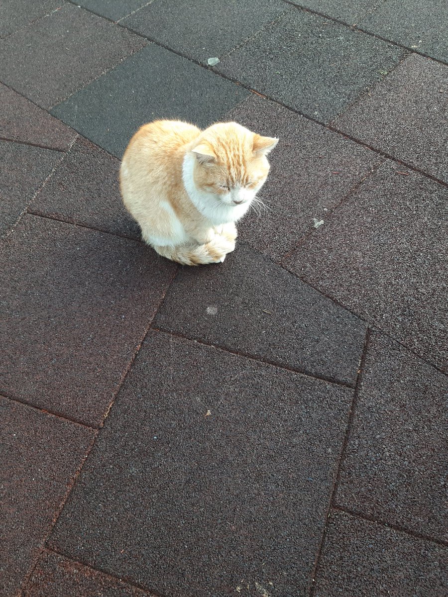 Kim küstürdü bunu😅çabuk gelsin özür dilesin😌😌