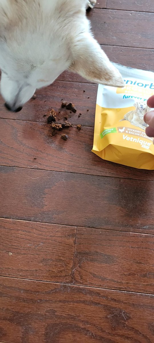 MommyJan1's tweet photo. Bj loves these and they are really helping him! #seniorbliss #vetniquelabs
Get yours here: https://t.co/VxroVIgtUA https://t.co/ZRuiG5Lors
