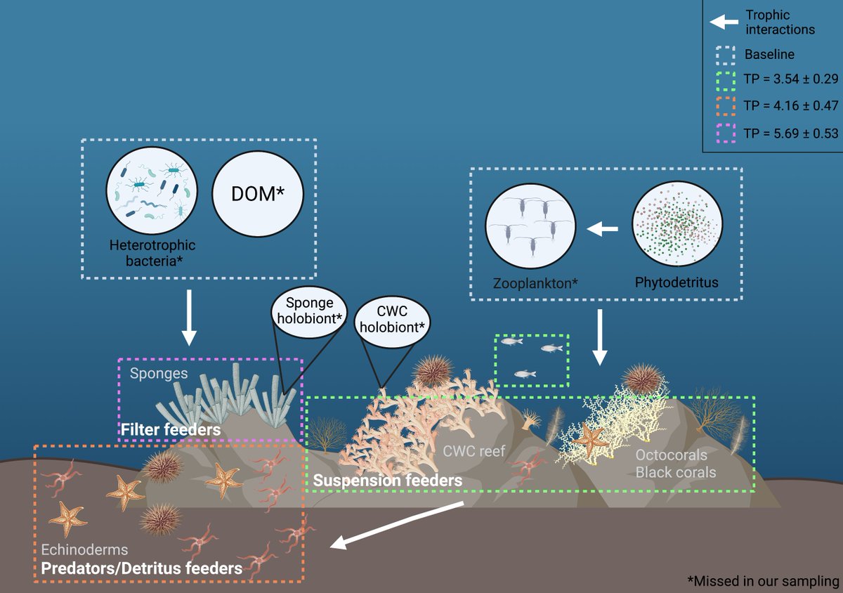 New paper on the trophic ecology of CWC reefs under hypoxic conditions in Angola (SE Atlantic)🪸🇦🇴 

Here, we discuss the importance of food to the CWC reef and we suggest the role of the sponge holobiont in helping to cope with low-oxygen conditions.

nature.com/articles/s4159…