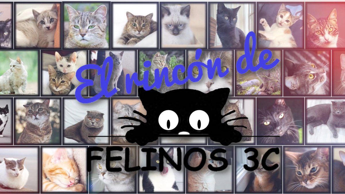 CanalVicus's tweet photo. Primera edición de El rincón de @felinos3c con información sobra las camadas felinas y las casetas comedero instaladas recientemente en #TresCantos ▶️https://t.co/O5QTJn9OqF https://t.co/YE44x4XNug