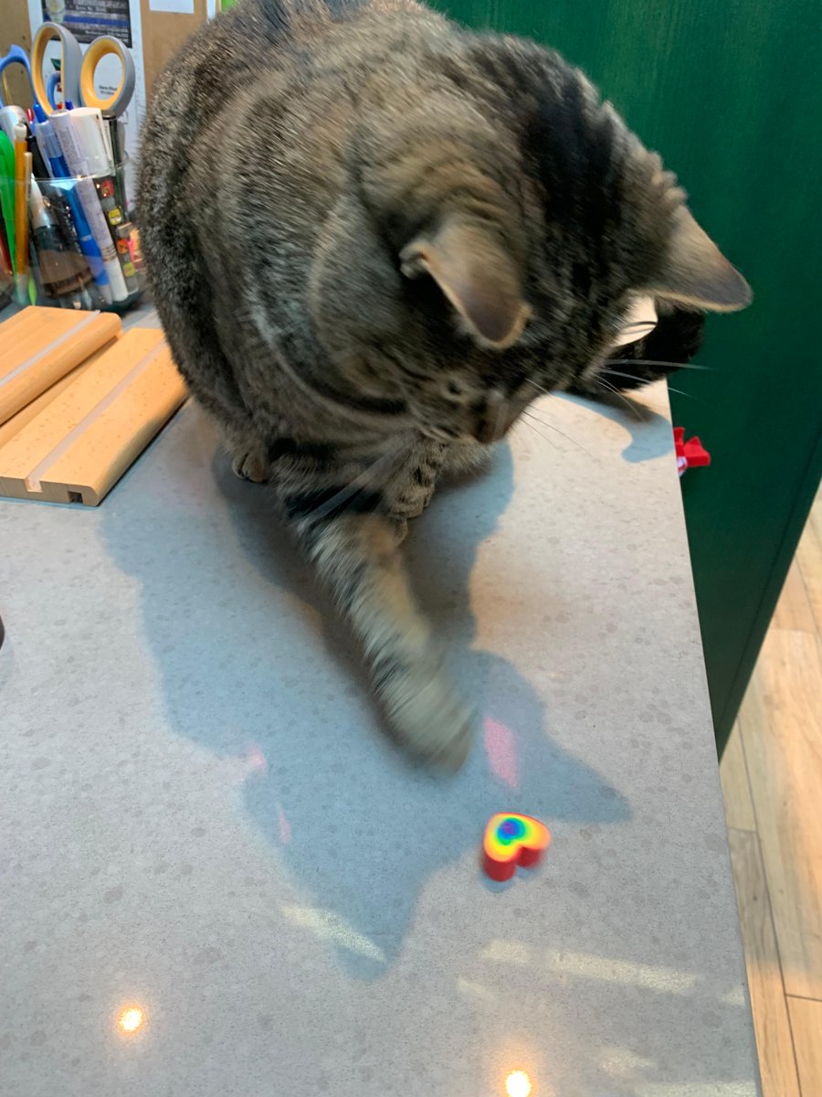 Paiges says gay rights 🏳️‍🌈🐱📚💎 Happy Pride Month from our little shop cat!
.
.
.
photo credit: Lucy McNulty
