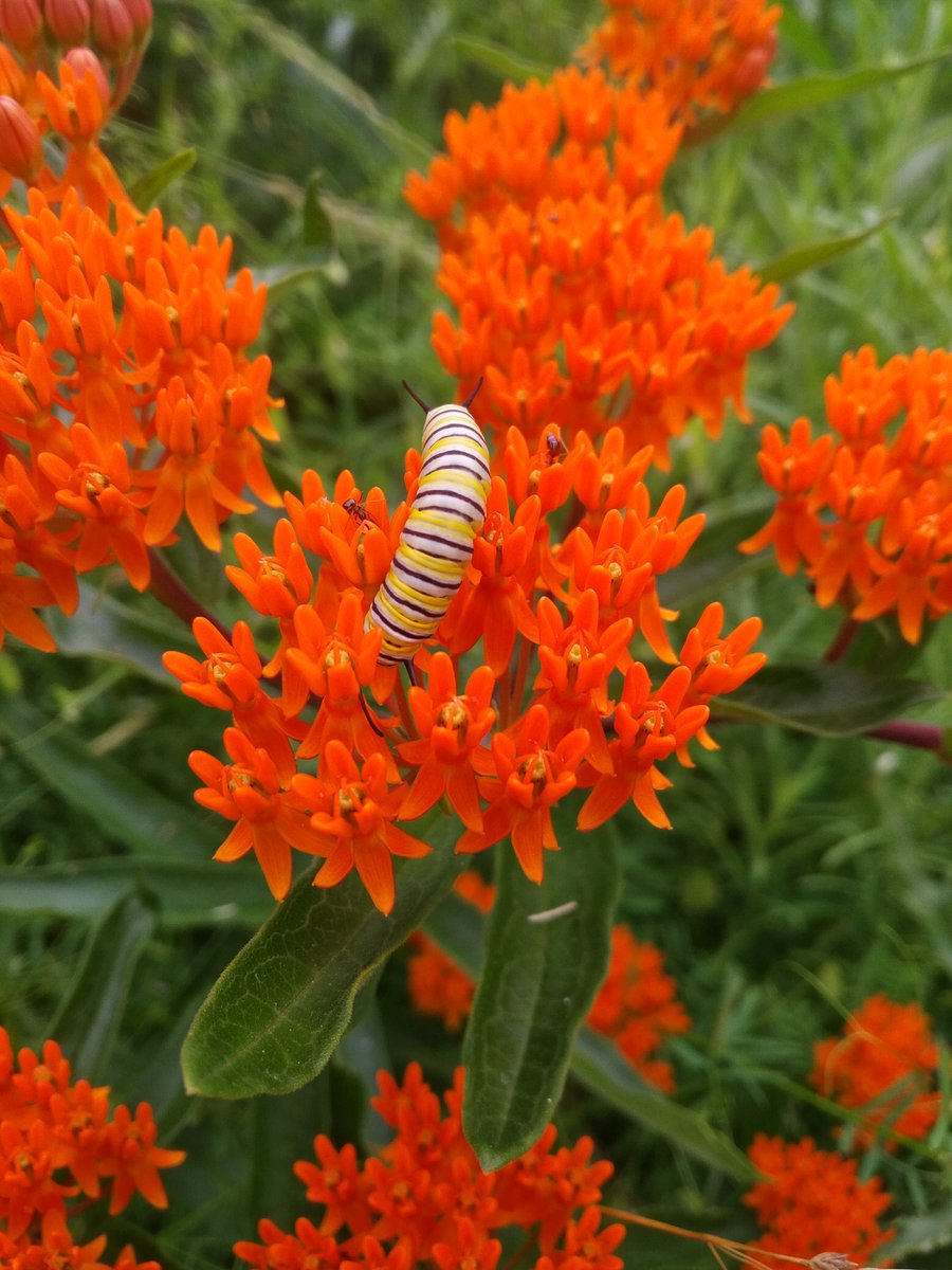 TRCA_HQ's tweet photo. Today is the start of #PollinatorWeek! #DYK that pollinators like bees, butterflies, and bats are needed for about 75% of all flowering plant species for successful reproduction. Learn more about how to plant and maintain a pollinator-friendly garden here: https://t.co/mk4spNYXoa https://t.co/c43uYMM9Cv
