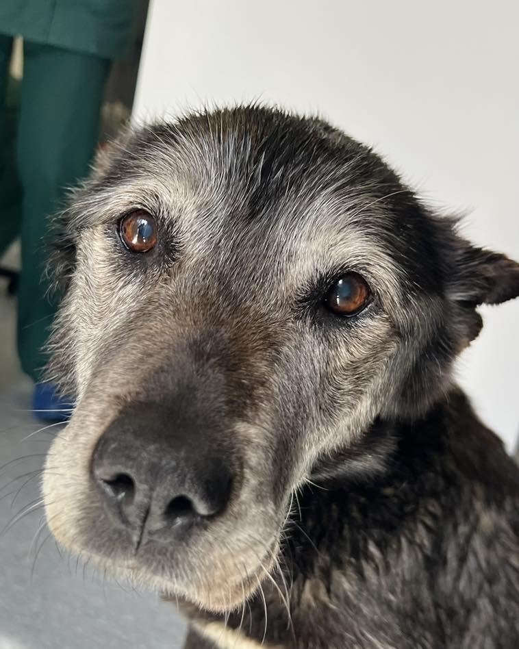 Please retweet to HELP FIND THE OWNER OF THIS STRAY DOG #LymeRegis #DORSET #UK 

Found 13 June, handed into a vet, proof of ownership required.  She could be missing from another region, please share widely to help her get home.

Contact👇
facebook.com/CoombefieldVets 
#dogs #pets