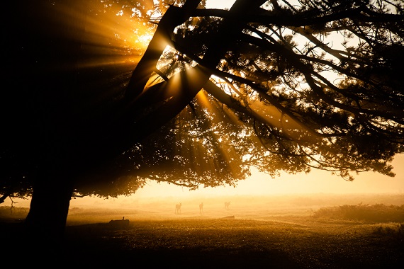 If you find yourself uninspired with your work, put yourself in front of more interesting stuff - Joe McNally 

#photography #art #creativity #motivation #inspiration #nature #landscape #fineart #NFTs  

📷Bushy Park, London, England.