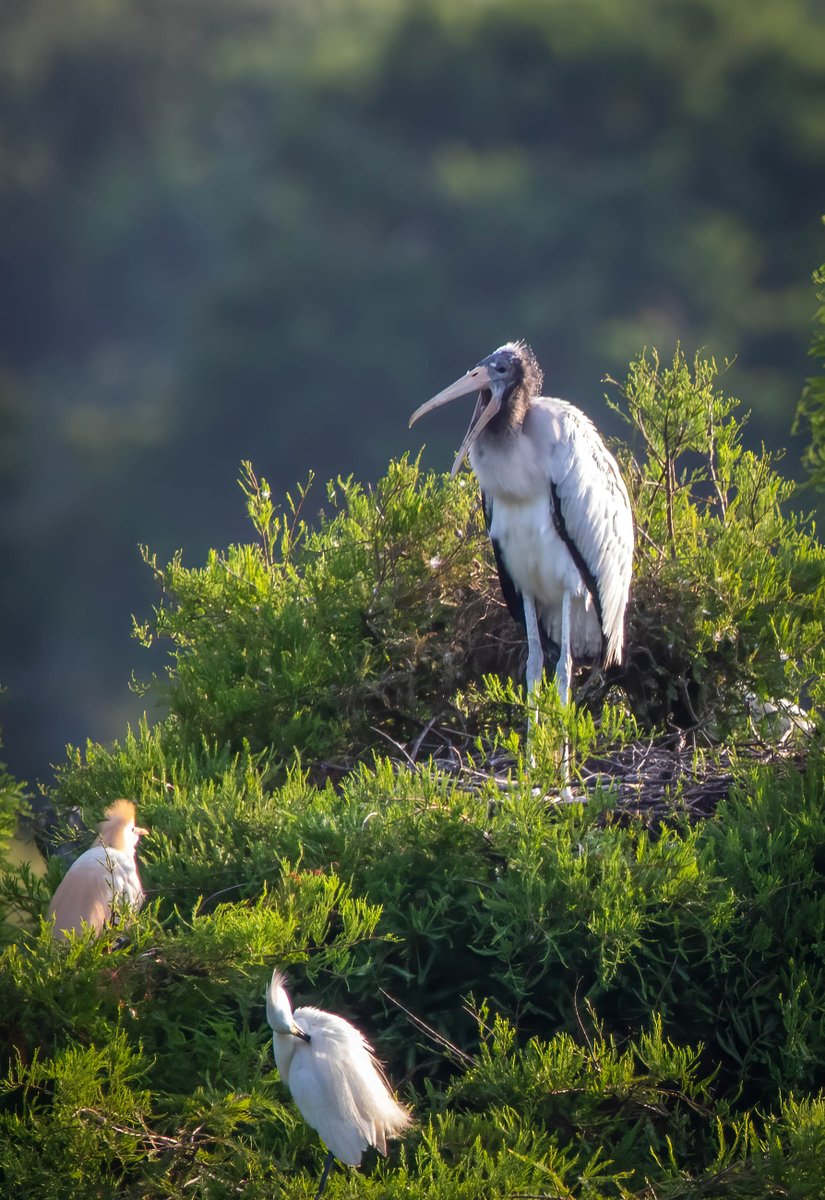 The baby Wood Stork has something to say! At least the little Cattle Egret seems interested.