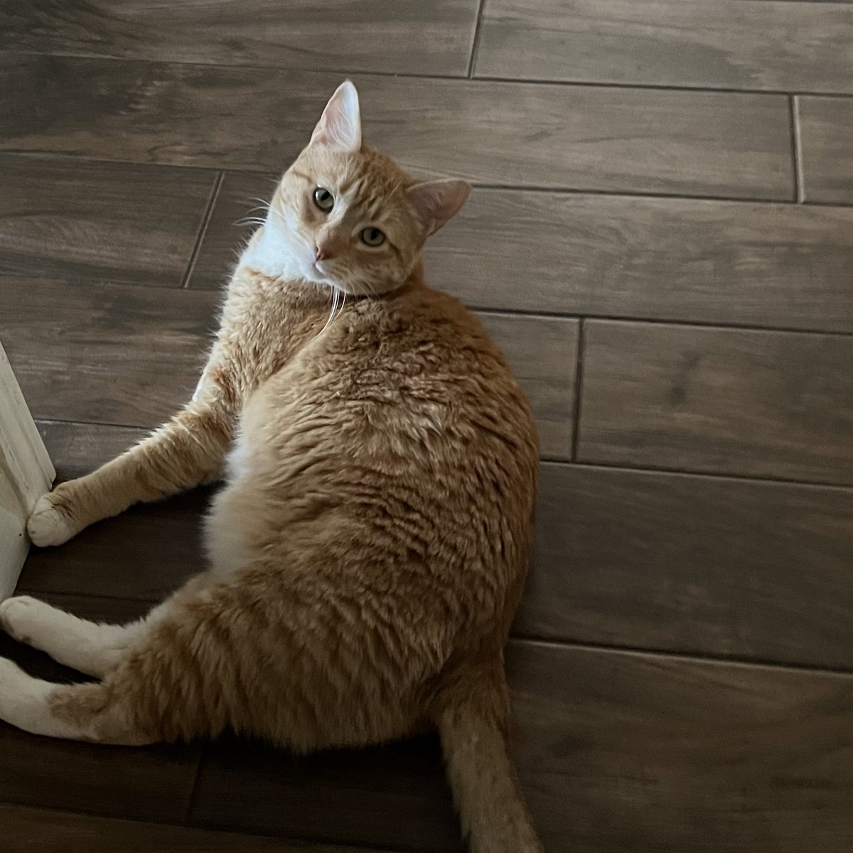 Jorts (and Jean) tweet media