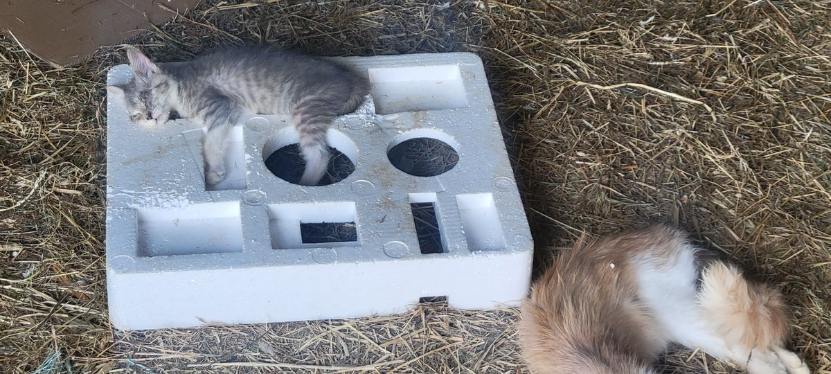 LearnRon's tweet image. Kitty bed...