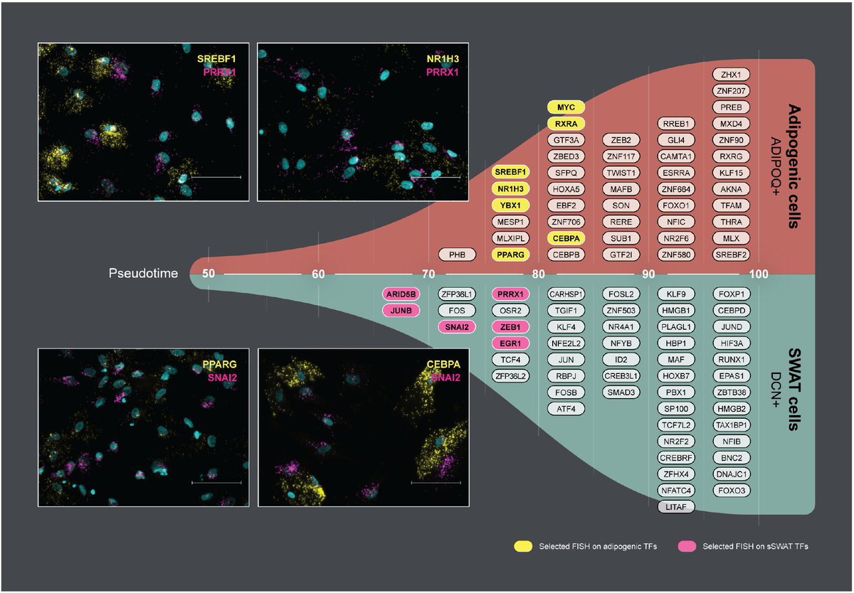 Camilla Scheele (@camillascheele) on Twitter photo We revealed a secret sibling to human adipocytes!
SWAT cells are multipotent, secrete extra cellular matrix and share progenitors with adipocytes. Regardless of brown or white fat origin! Joint journey with <a href="/soeren1974/">Soren Nielsen</a> in <a href="/NatMetabolism/">Nature Metabolism</a> nature.com/articles/s4225… We revealed a secret sibling to human adipocytes!
SWAT cells are multipotent, secrete extra cellular matrix and share progenitors with adipocytes. Regardless of brown or white fat origin! Joint journey with <a href="/soeren1974/">Soren Nielsen</a> in <a href="/NatMetabolism/">Nature Metabolism</a> nature.com/articles/s4225…