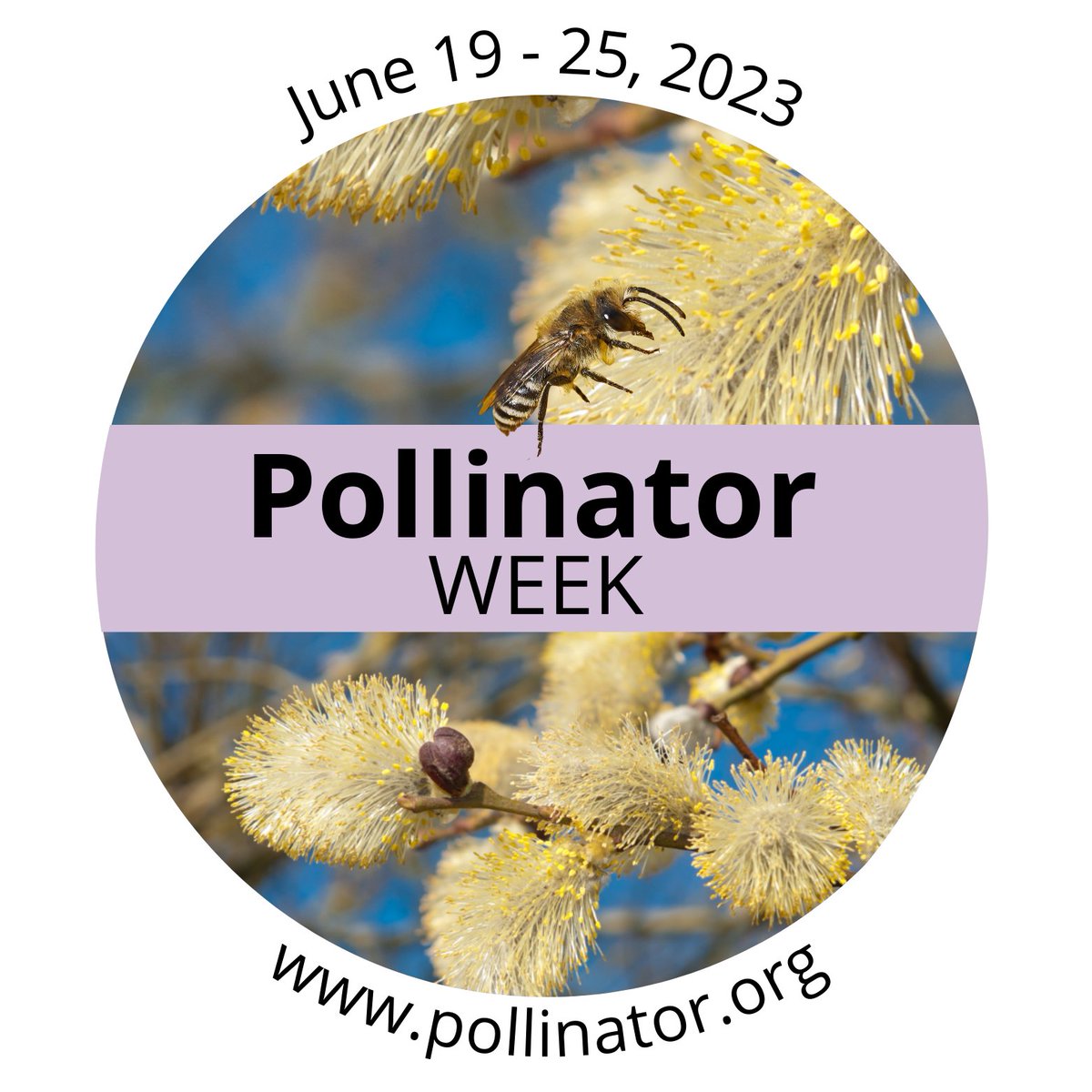 Bzzzzzz.🐝🐝🐝 In celebration of National Pollinator Week,  King is offering two free activities: Attracting Pollinators to Your Garden Workshop on June 21 and Pollinator Walk & Talk on June 25.
Pre-registration is required. Visit king.ca/recreation. #PollinatorWeek