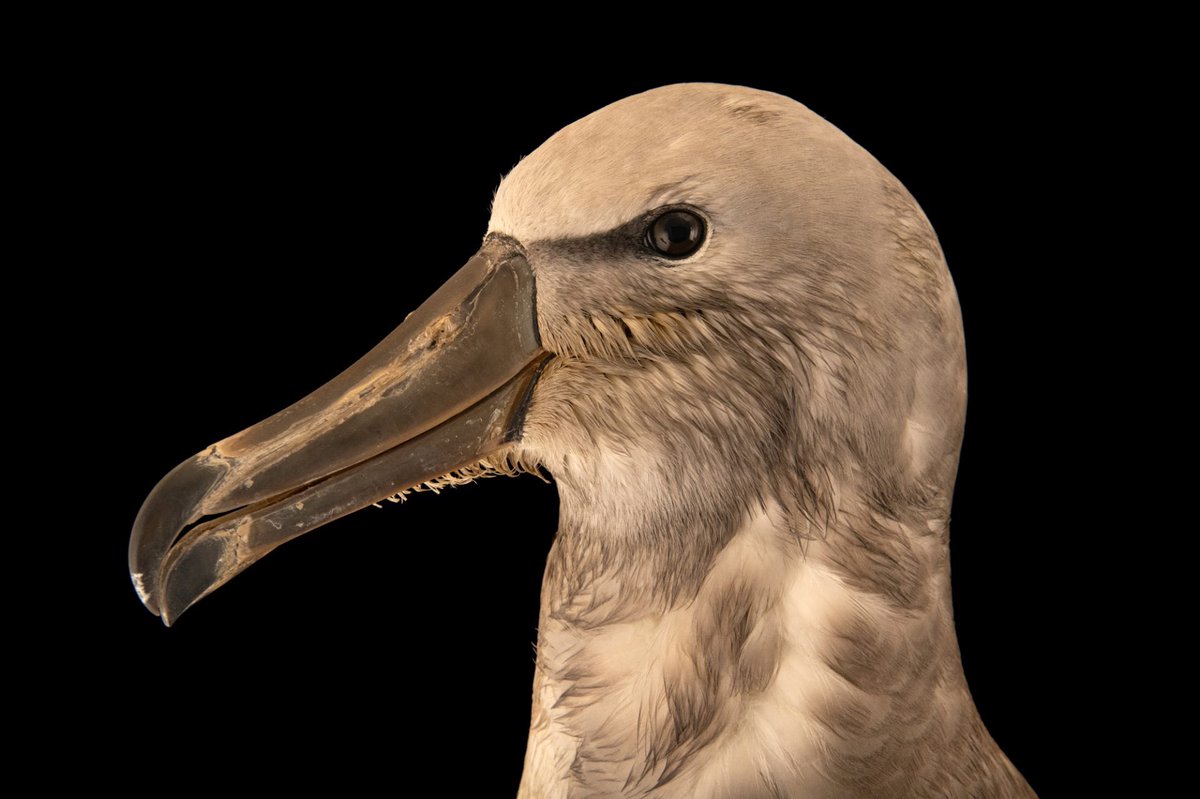 Salvin’s albatross are large seabirds that forage over the southern Pacific Ocean. Because these birds spend so much time at sea, they have developed special adaptations to help them survive. One such feature is a salt gland that is situated above each bird’s nasal passage.