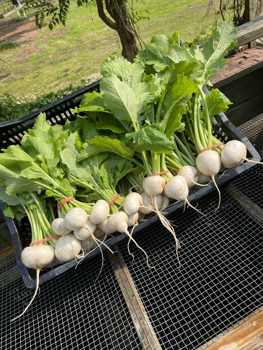 amanda• tweet media